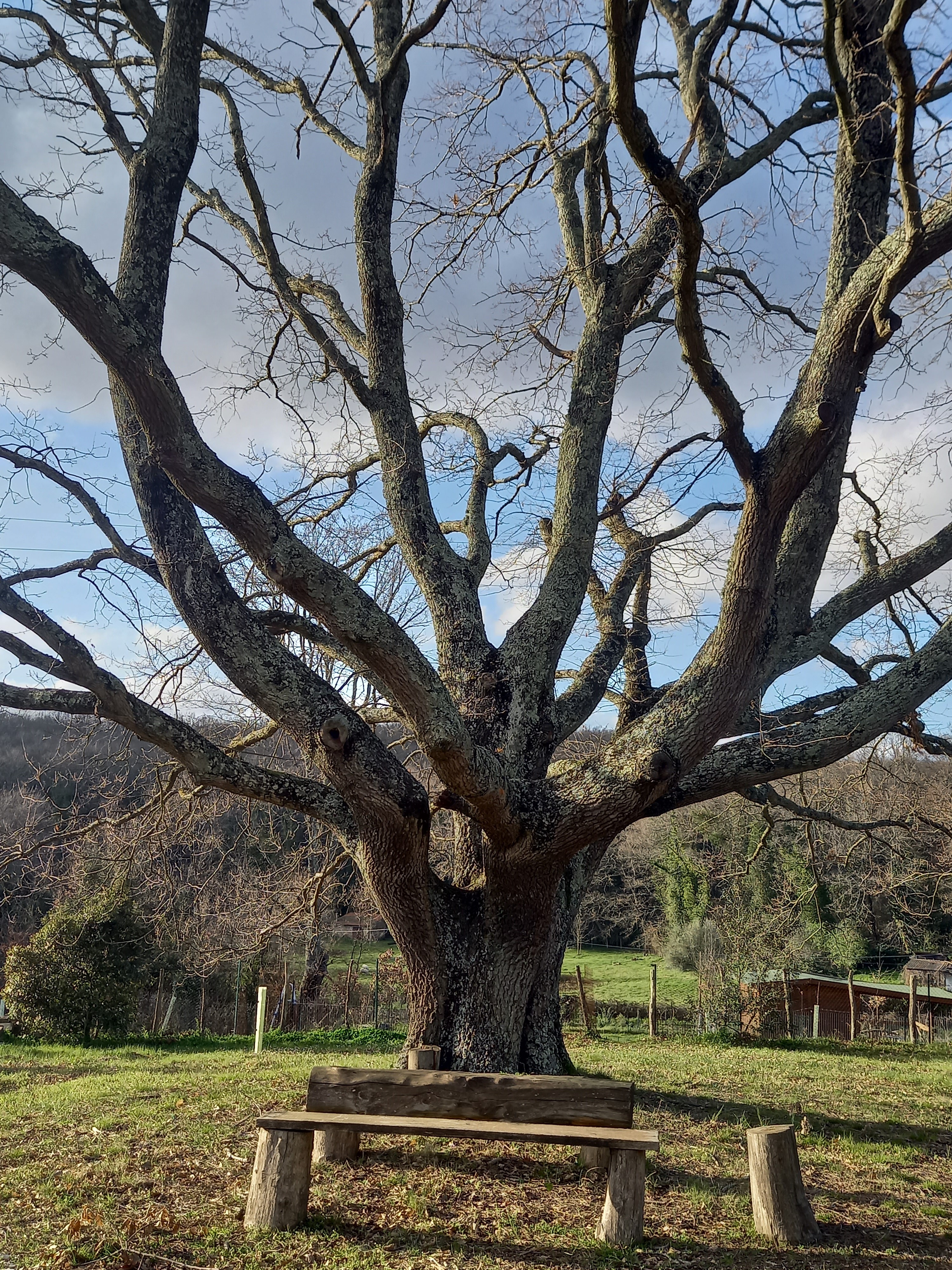 quercia secolare